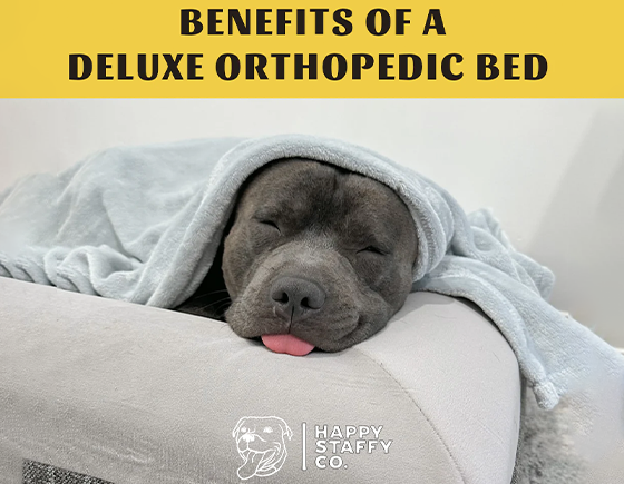 A closer look at Memory Foam Layer Dog Bed Benefits