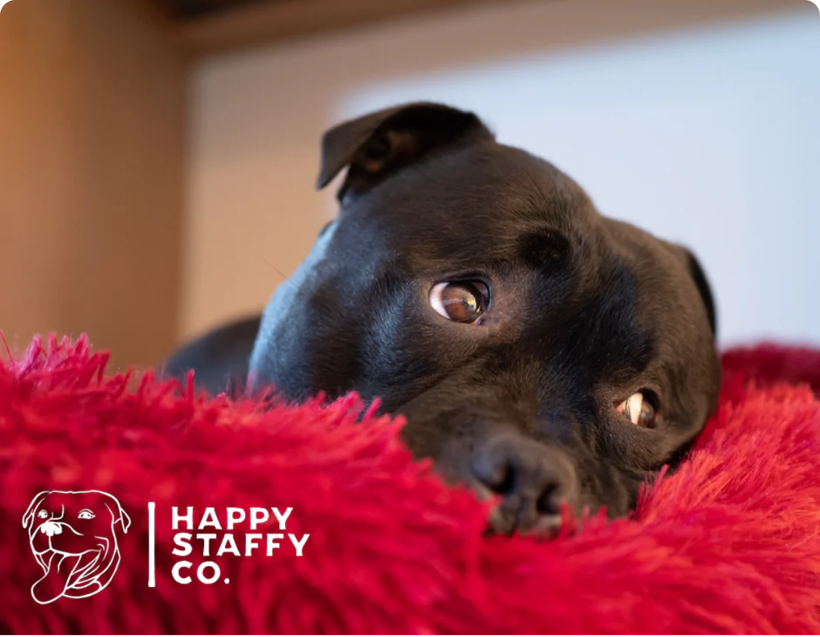 Dog crate for shop staffy