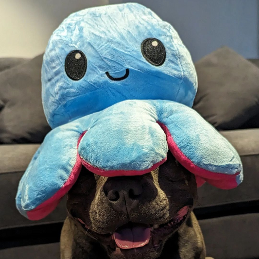 HOW TO PICK THE BEST AND SAFEST DOG TOYS