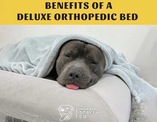 Benefits of an orthopedic memory foam bed for your dog