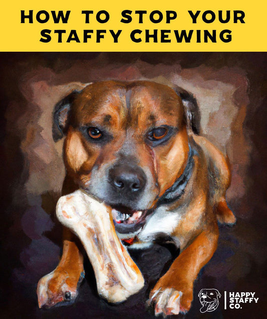 How To Stop Your Staffy Chewing Things They Shouldn't.