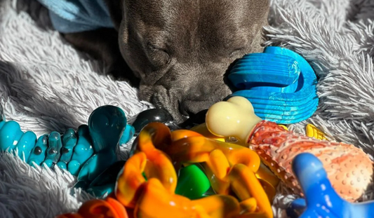 Why do dogs like squeaky toys?