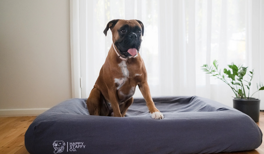 Care and Maintenance Guide for Orthopedic Dog Beds