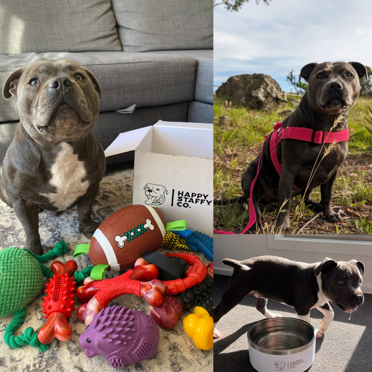 Enhance Your Staffordshire Bull Terrier's Style with Premium Staffy Accessories