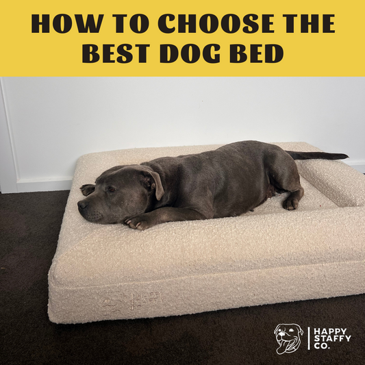 How to Choose the Best Dog Bed