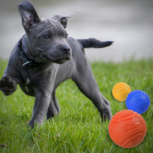 What Colour Toys are Best for Dogs?