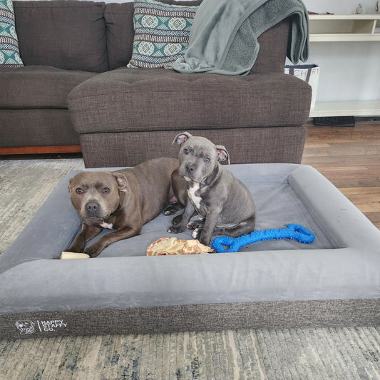 Why Orthopedic Memory Foam Dog Beds Are Worth the Investment