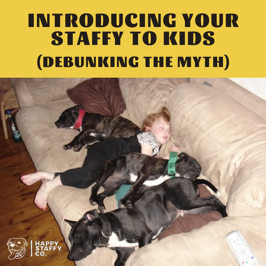INTRODUCING YOUR STAFFY TO KIDS (DEBUNKING THE MYTH)