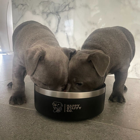 Stainless Steel Dog Bowls: The Best Choice for Your Pet