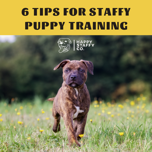 6 TIPS FOR STAFFY PUPPY TRAINING