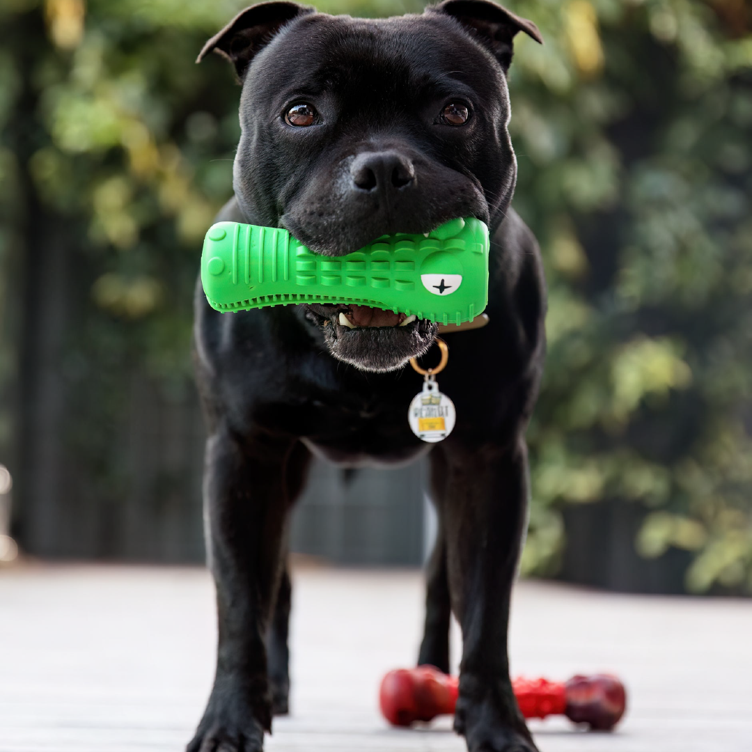 Crocodile Dental Chew