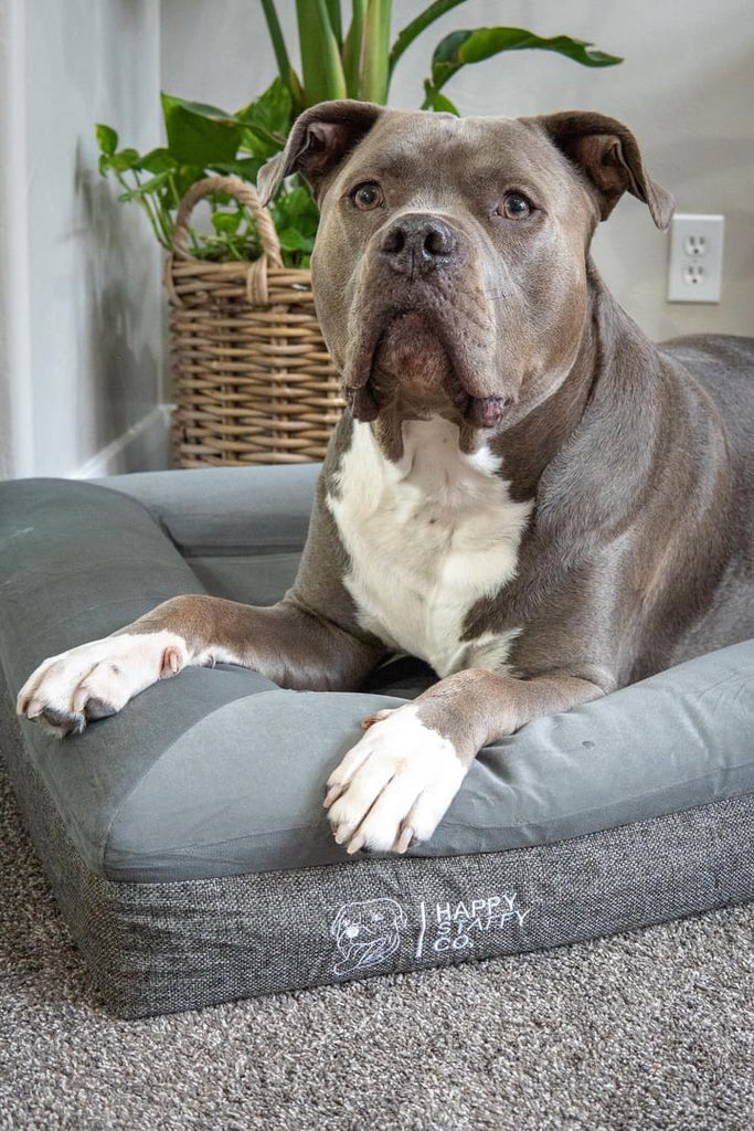 Affordable, Luxurious Dog Beds | Orthopedic Memory Foam Dog Beds ...