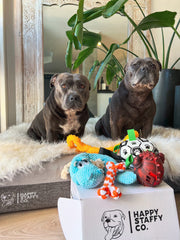 Toy Box Bundle (Classic & Power Chewers)