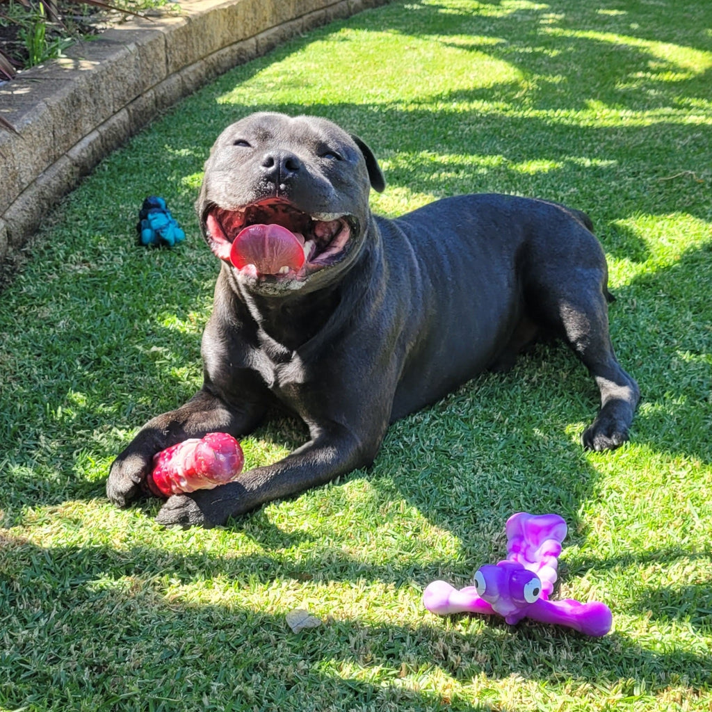 Treat & Toy Combo (Chewzilla Certified) Happy Staffy Co.