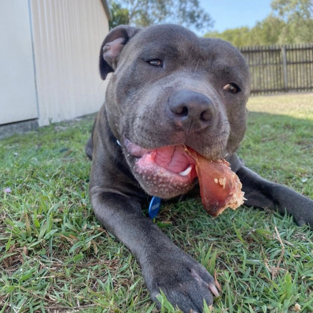 Treat & Toy Combo (Power Chewers Collection) Happy Staffy Co.