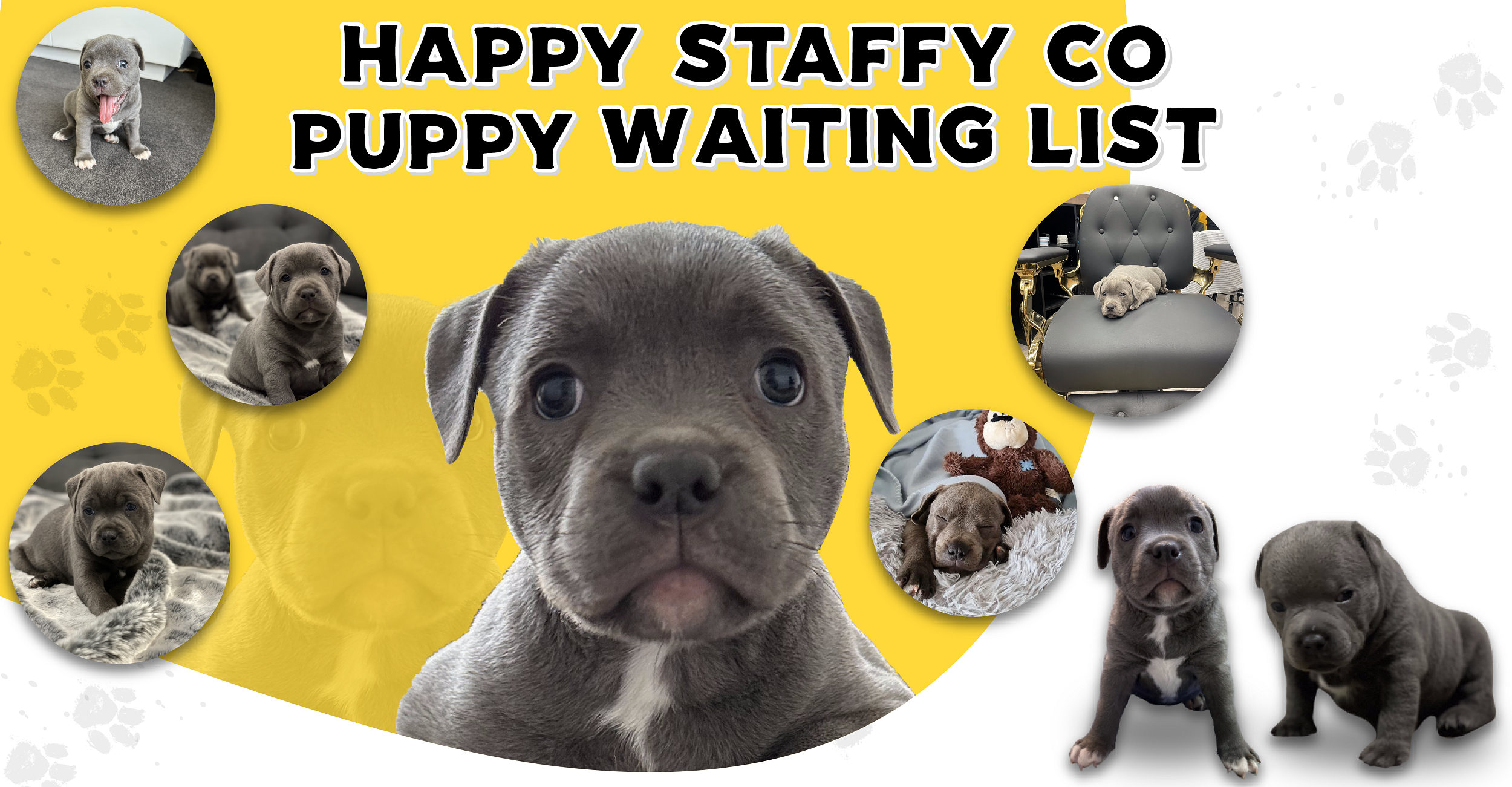 Blue staffy puppies sales for sale near me