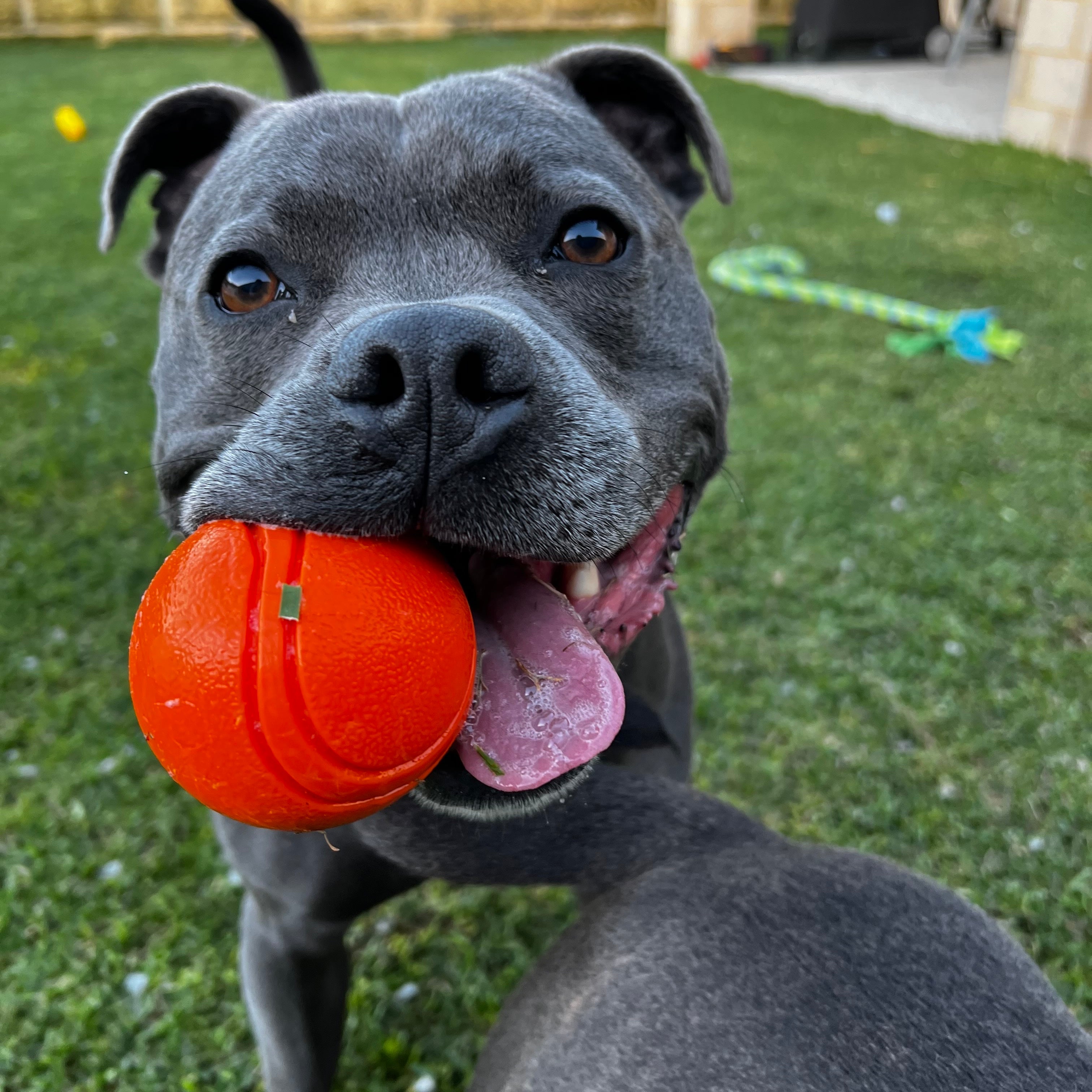 Happy Staffy Duraball