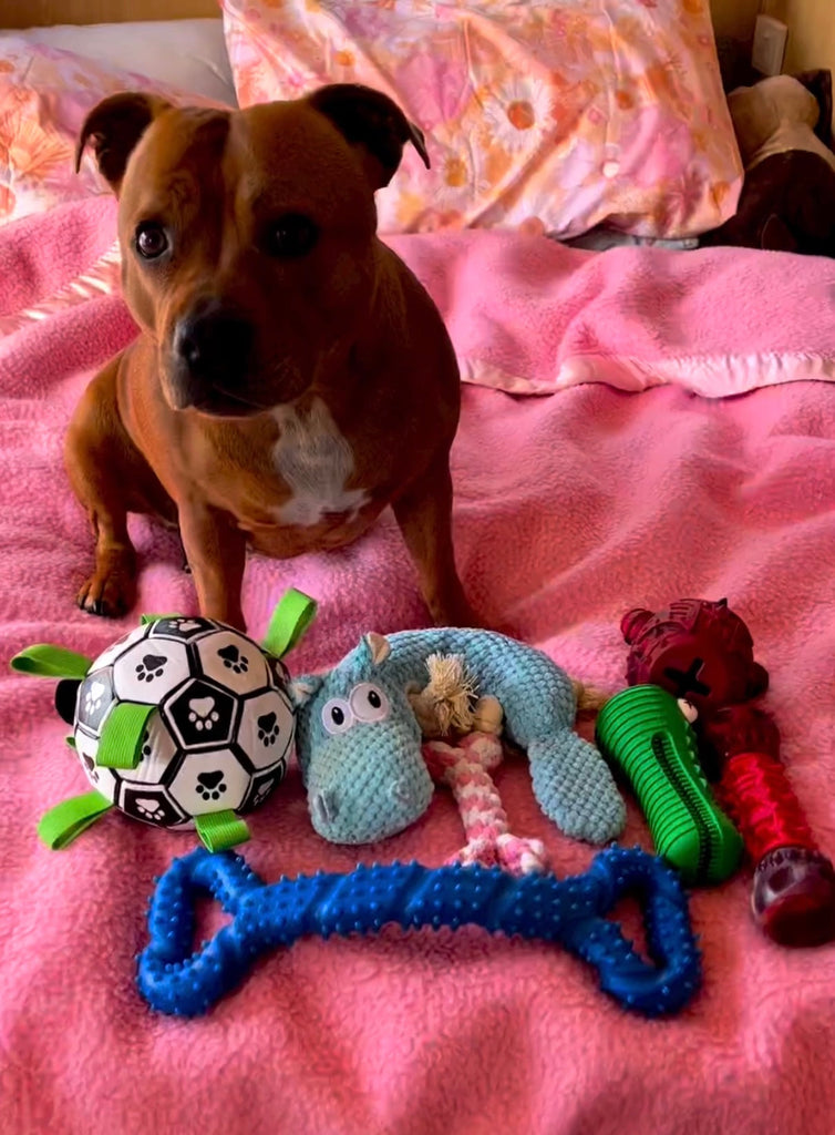Treat & Toy Combo (Power Chewers Collection) Happy Staffy Co.