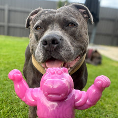 Chewzilla® Collection