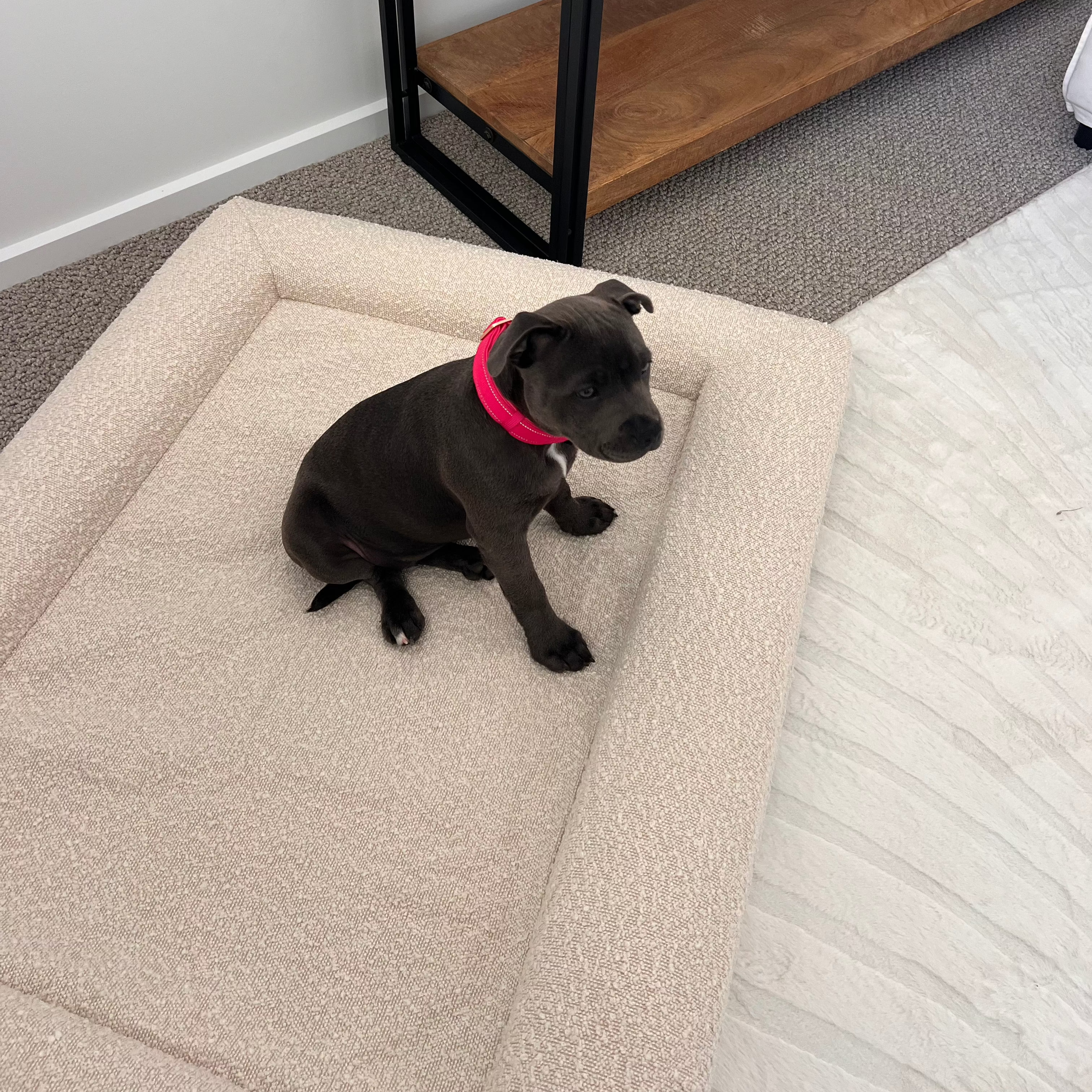 Orthopedic Memory Foam Bed + Bouclé Cover