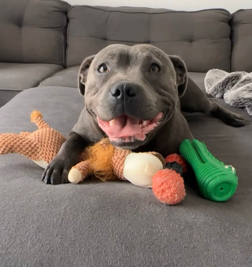 Treat & Toy Combo (Power Chewers Collection) Happy Staffy Co.