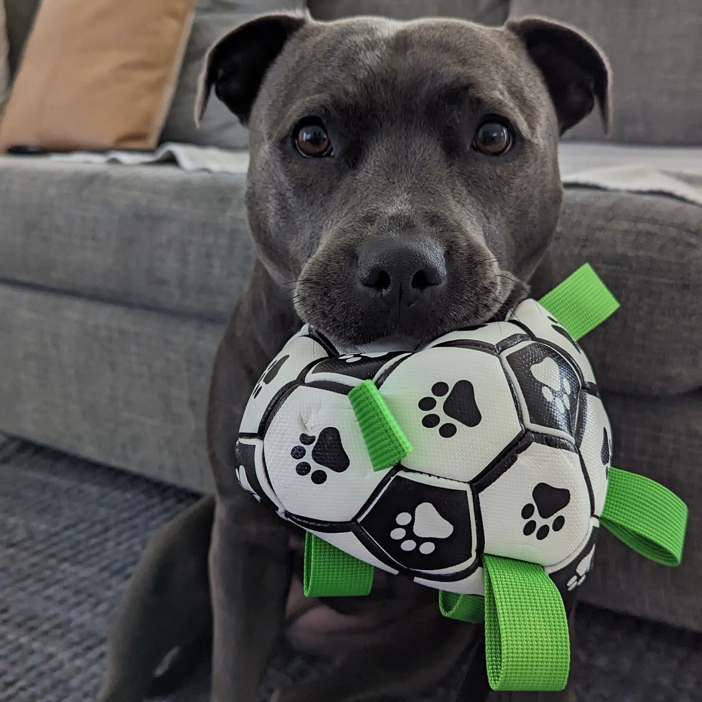 Ronaldog Soccer Ball