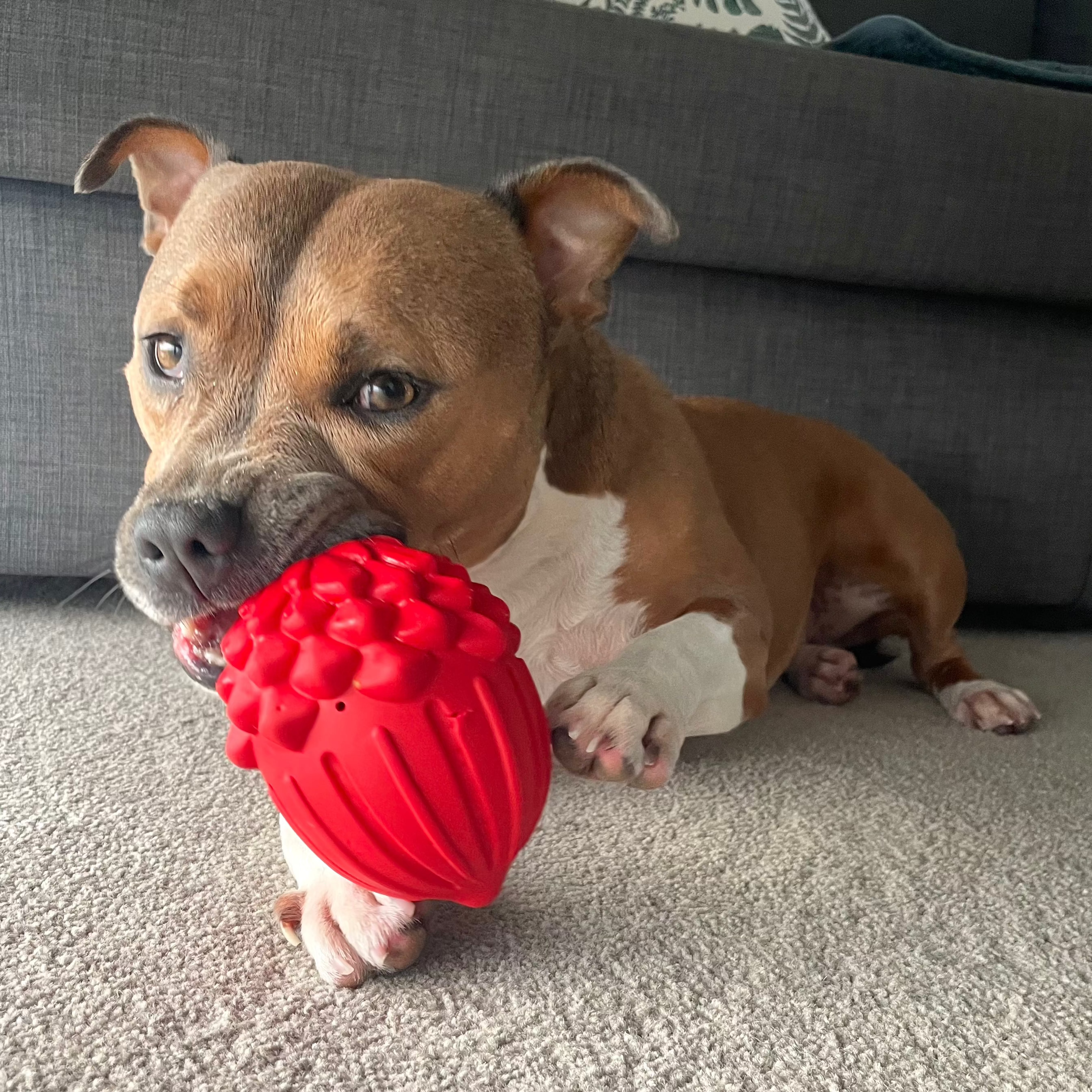 Nutty Pup Treat Dispenser