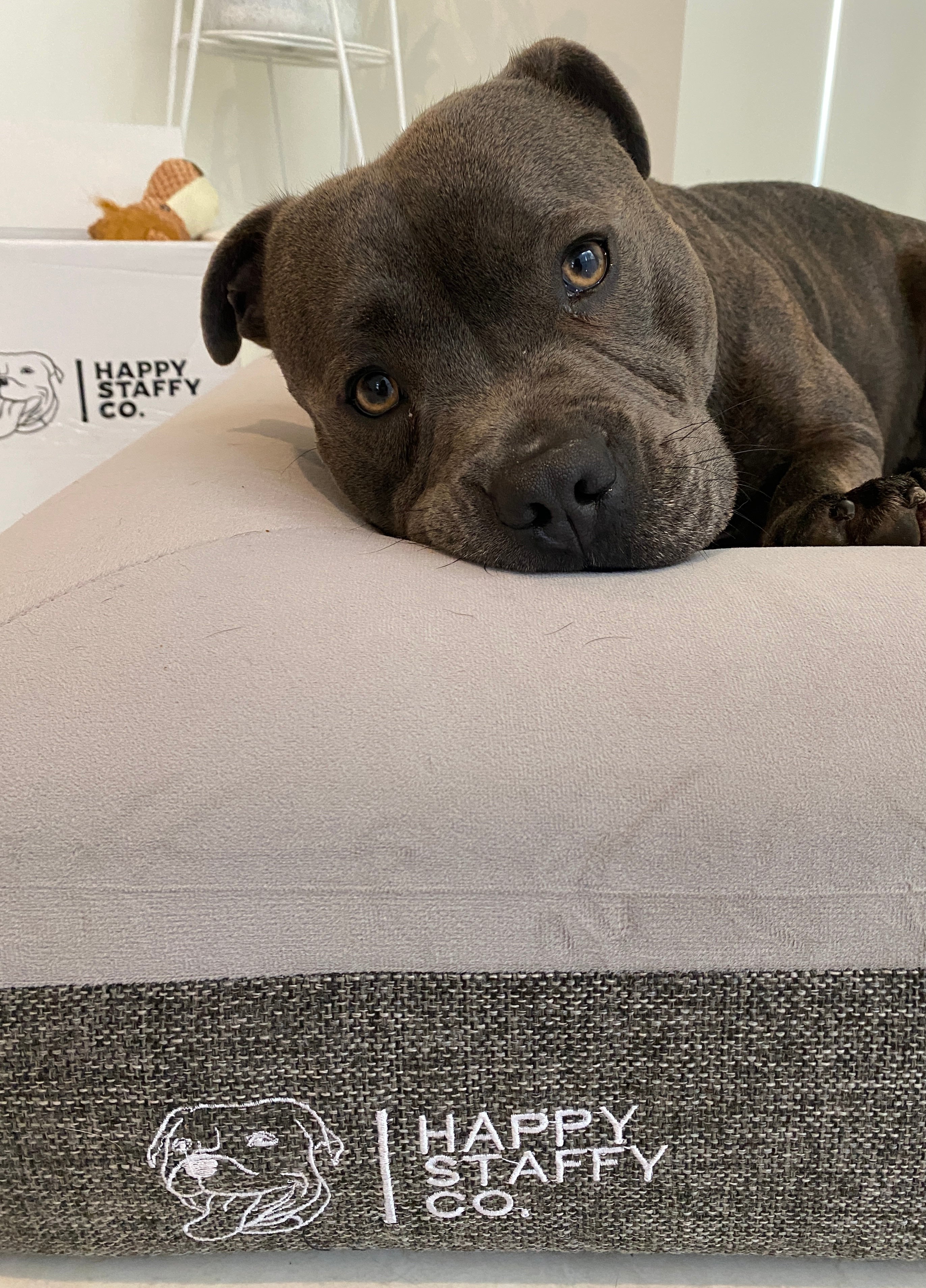 Staffy proof outlet dog bed