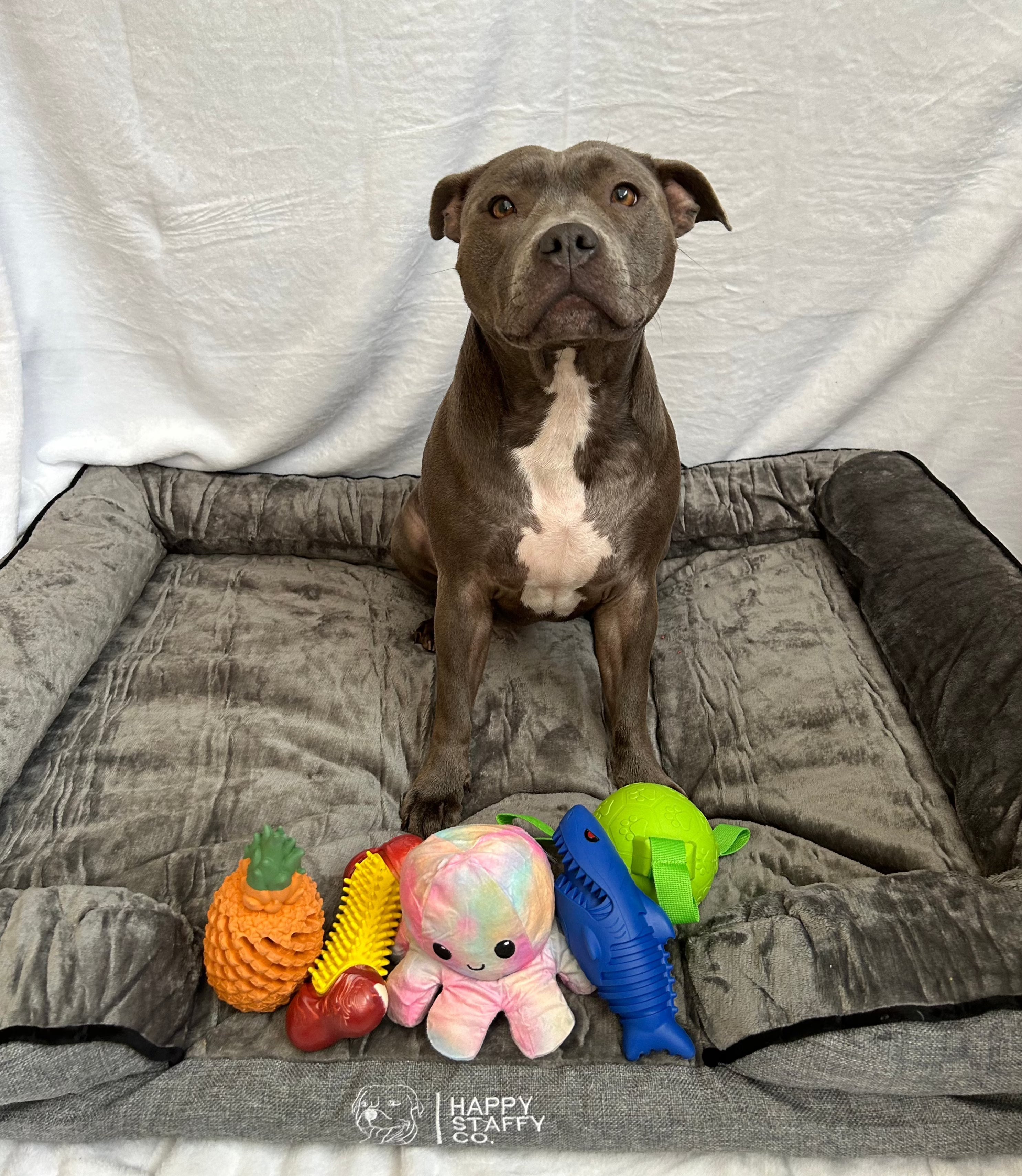 Playful Pup Box Happy Staffy Co