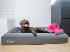 Affordable Luxurious Dog Beds Orthopedic Memory Foam Dog Beds Happy Staffy Co