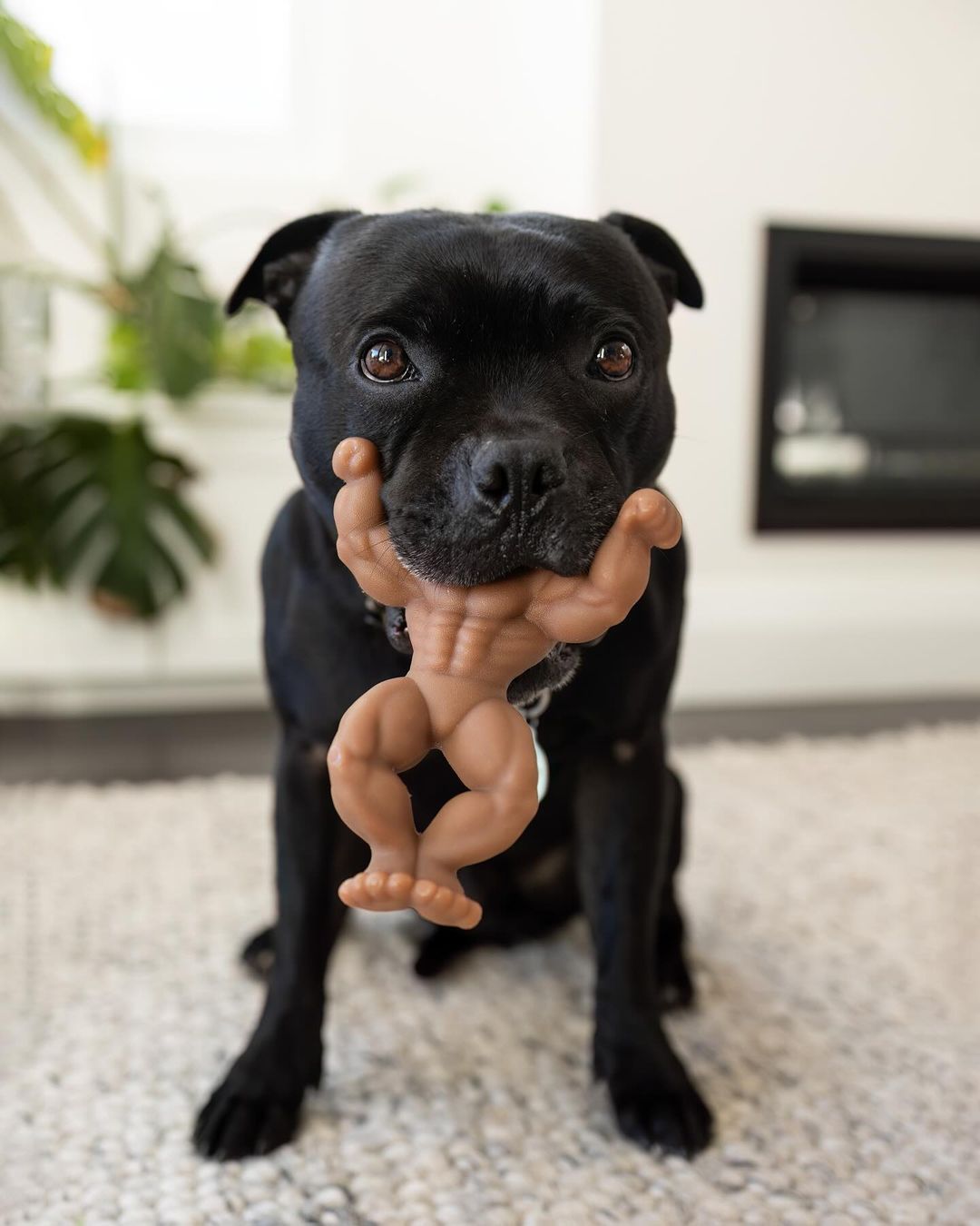 Staffy Schwarzenegger