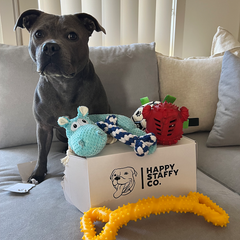Toy Box Bundle (Classic & Power Chewers)