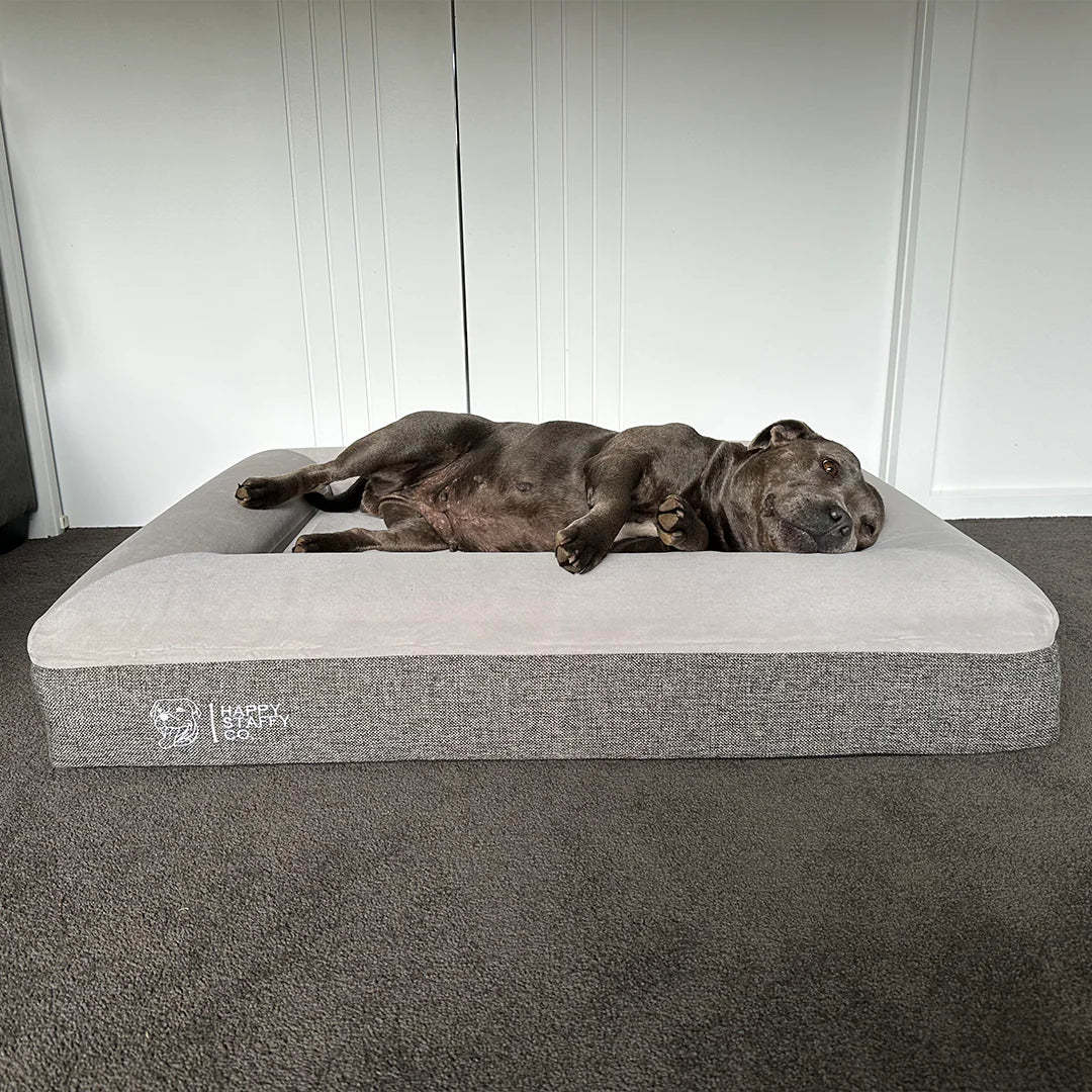 Beautiful view of Orthodontic And Memory Foam Pet Bed For Bone Support
