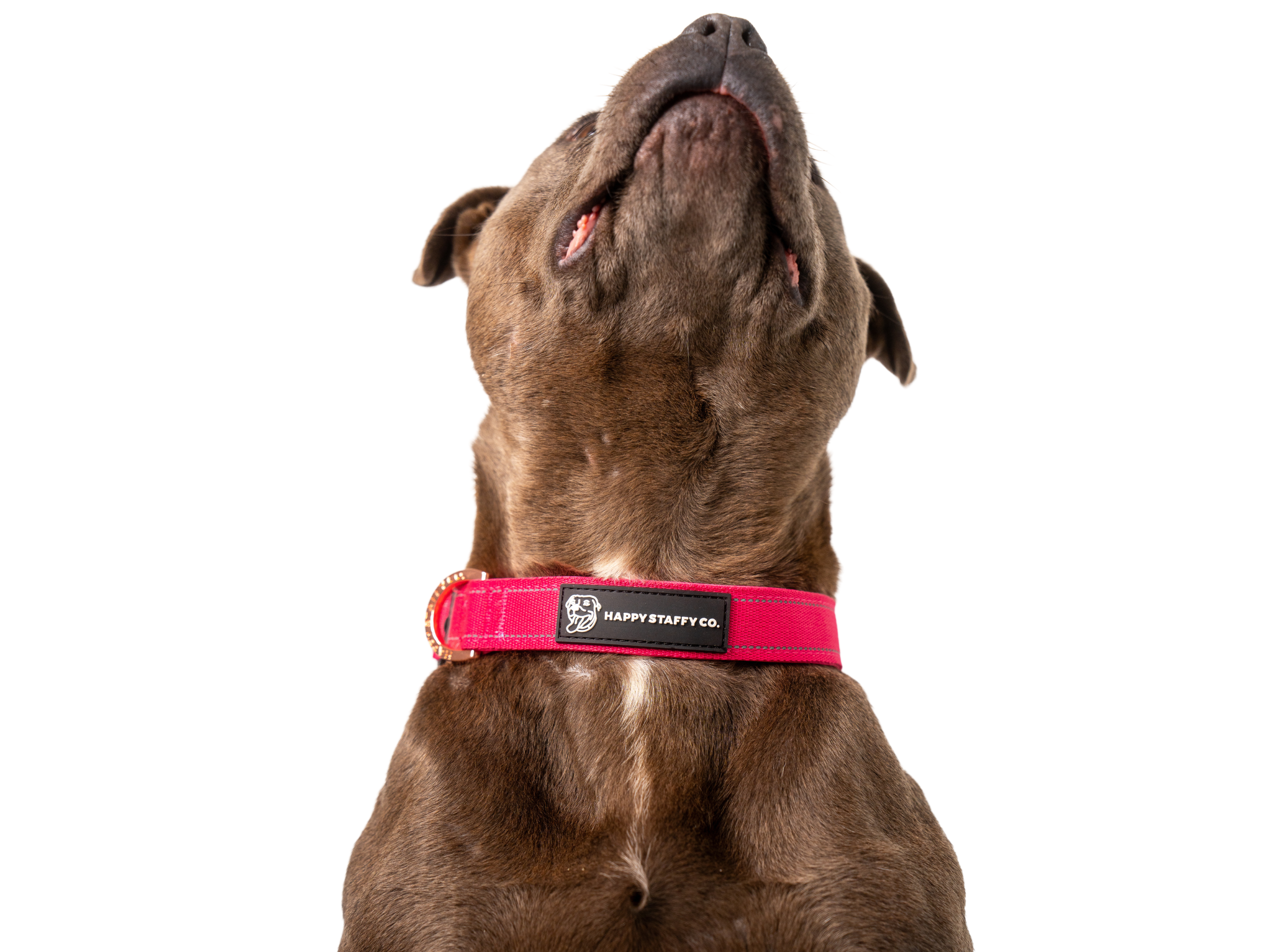 Staffy sales dog leads