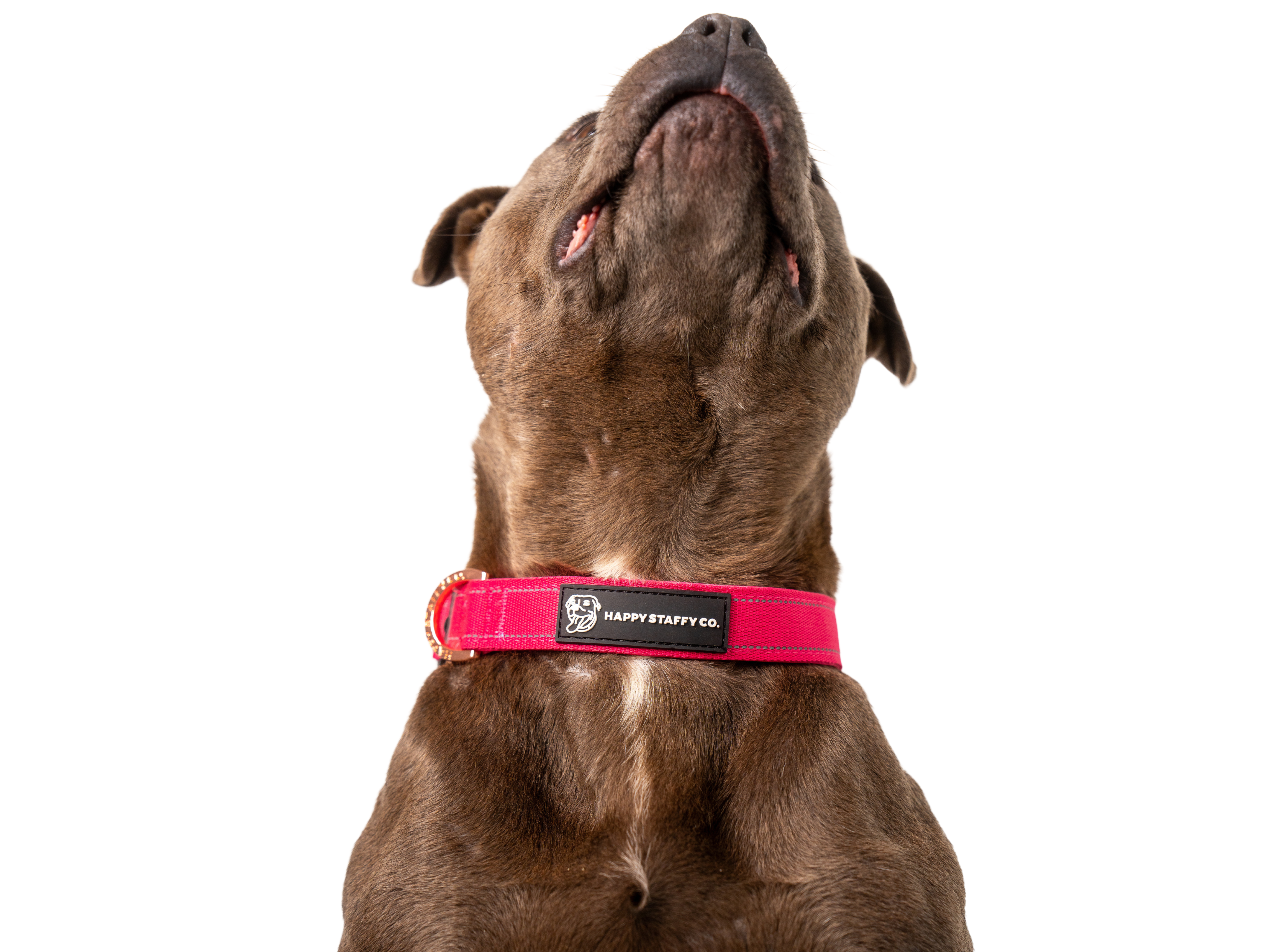 Durable Staffy Collar