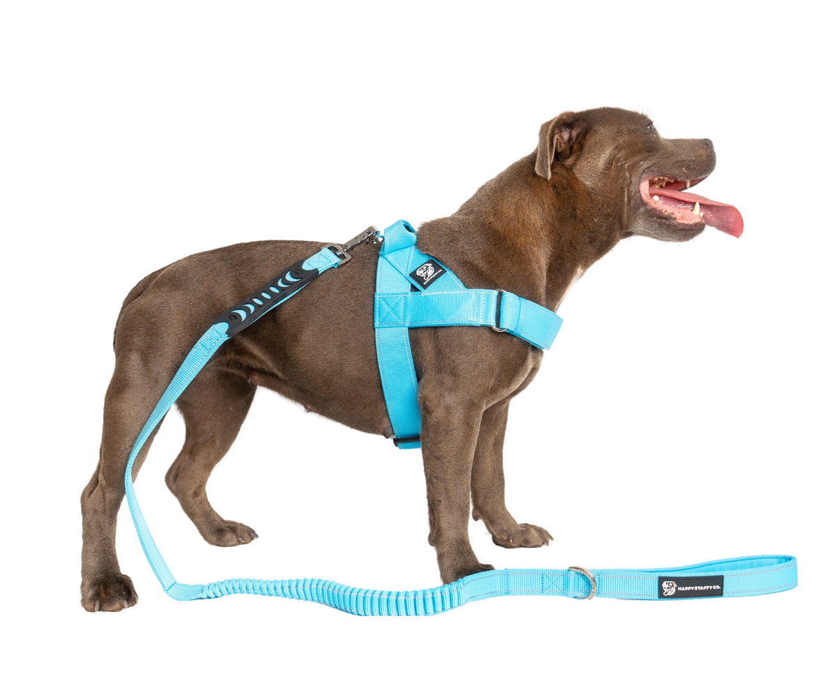Best harness top for staffies