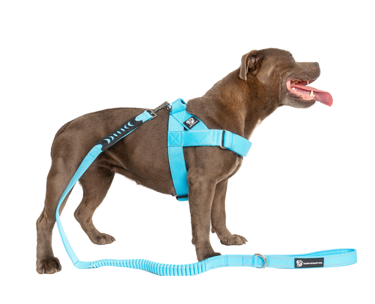 Staffy Harness