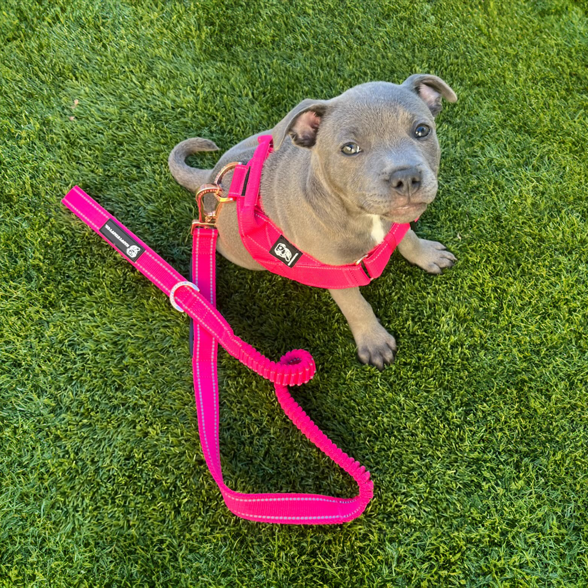 Staffy Harness