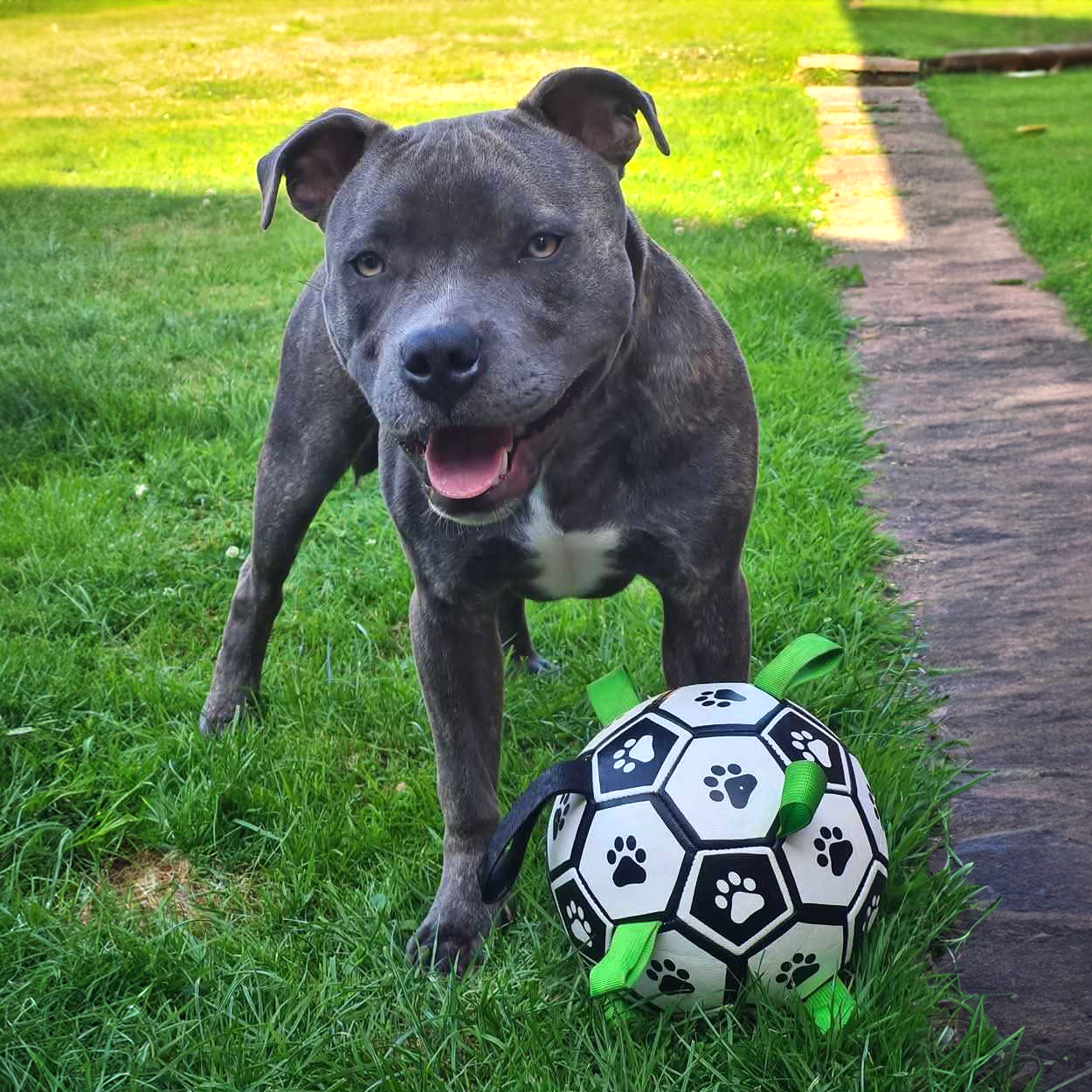 Ronaldog Soccer Ball