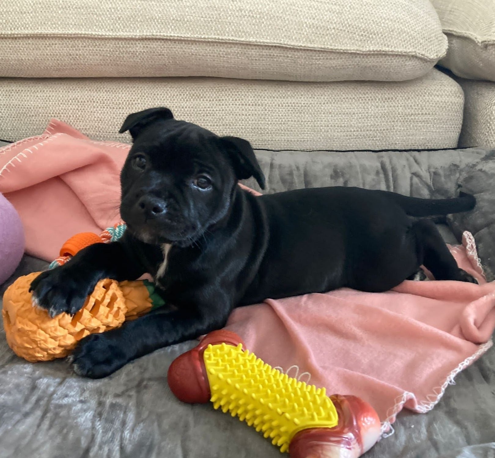 Playful Pup Box