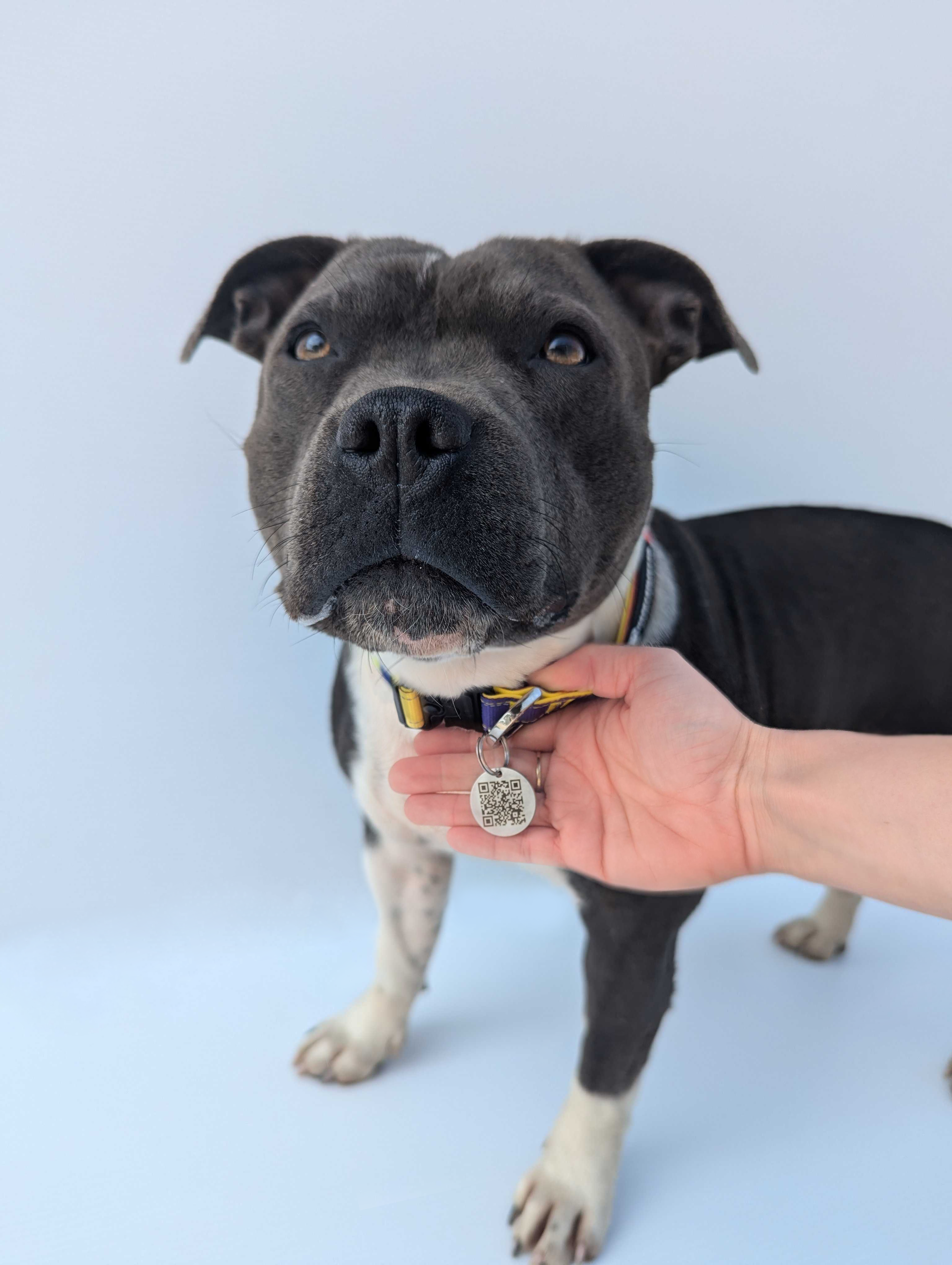 Staffy Smart Tag