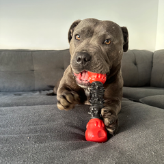 Toy Box Bundle (Classic & Power Chewers)
