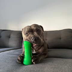 Toy Box Bundle (Classic & Power Chewers)