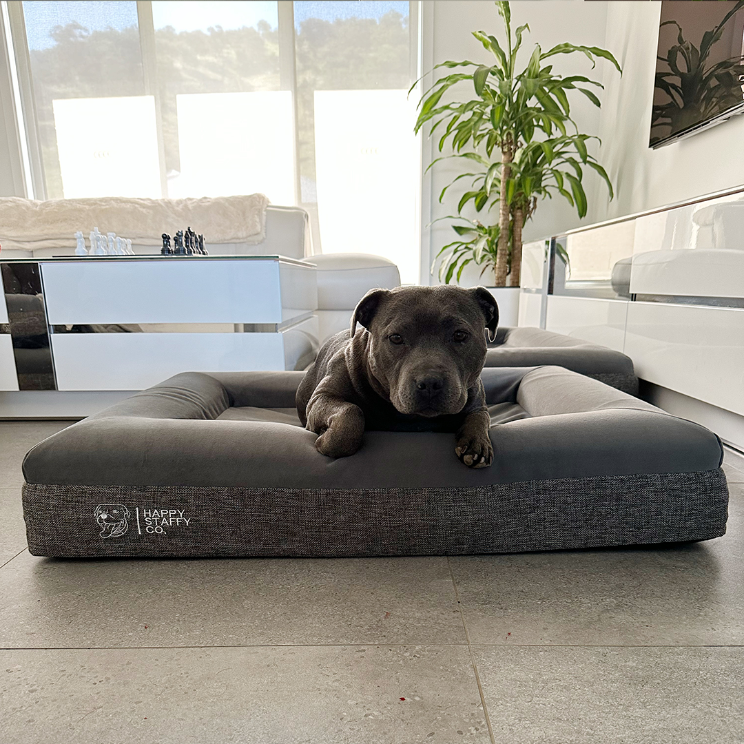 Best dog bed for staffy best sale